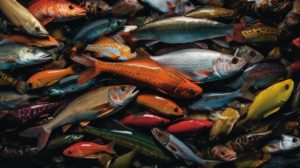 Alliance Update Spring 2015